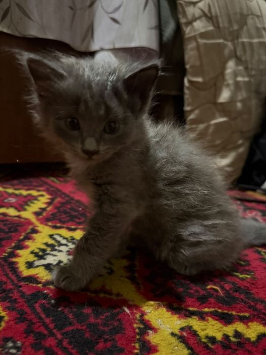 котята ищут новый дом