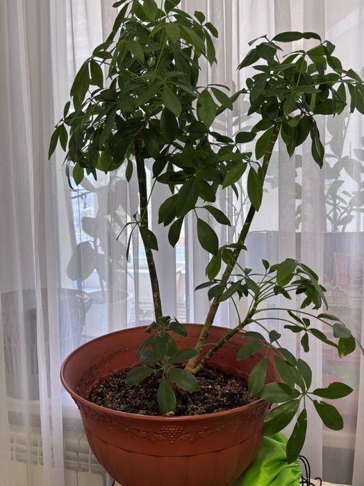 Цветы для дома дом