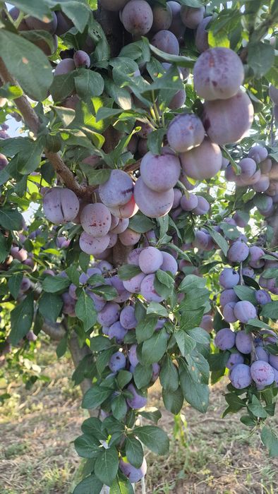 Vand prune bio. .