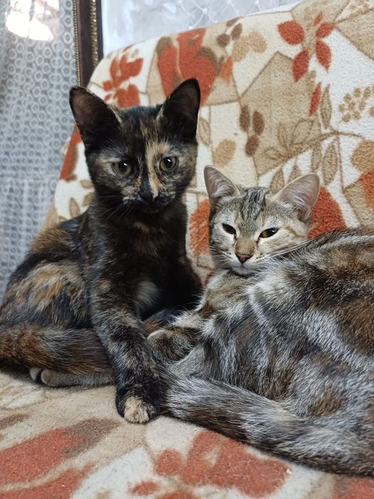 Котята бесплатно!