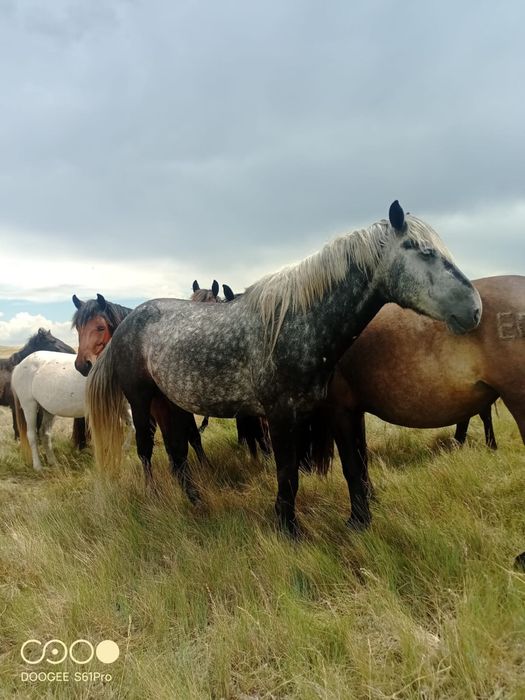 Продам жеребцов полутяж