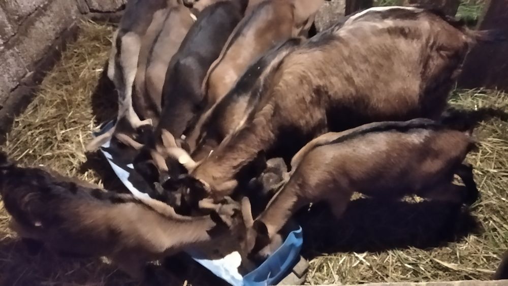Vând sau schimb iezi alpina franceză