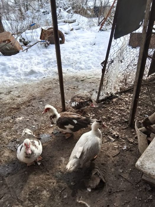 Продаются селезни индоутки