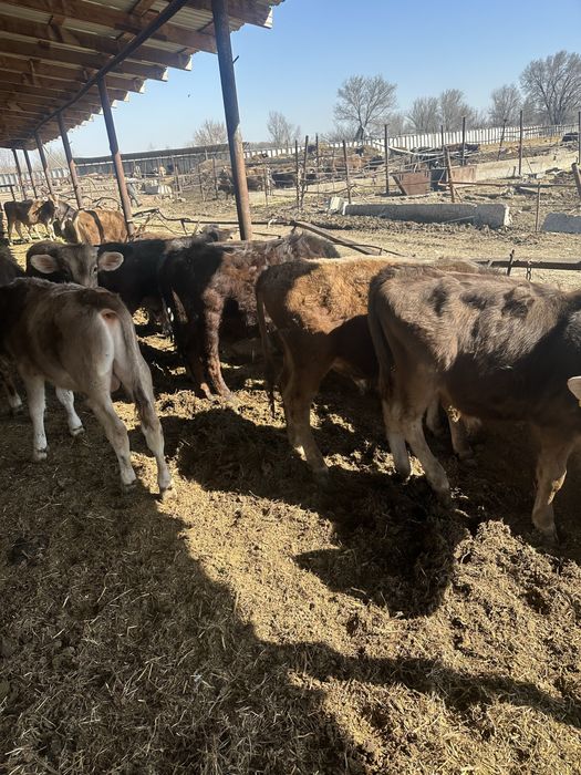 Продам бычков алатауской породы