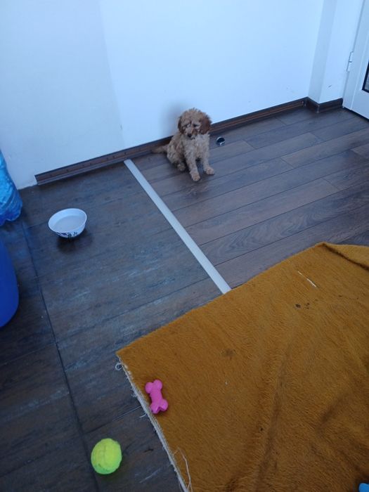 Мини пуделчета ,