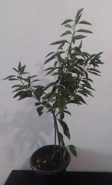 Саженец лимона мейр