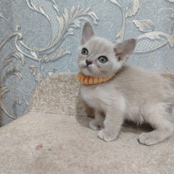 Бурманская Кошка