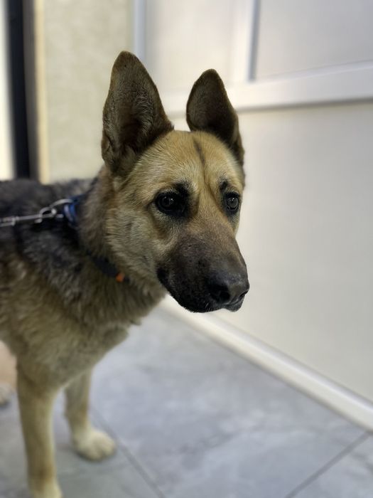 Поиск дома для Киры