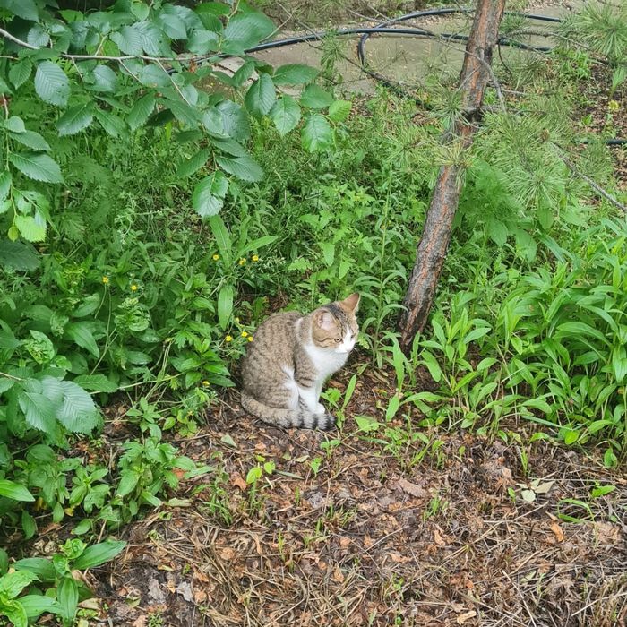 Отдадим кошку ,кота