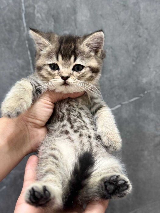 Skotish fold va skotish strayt sotiladi