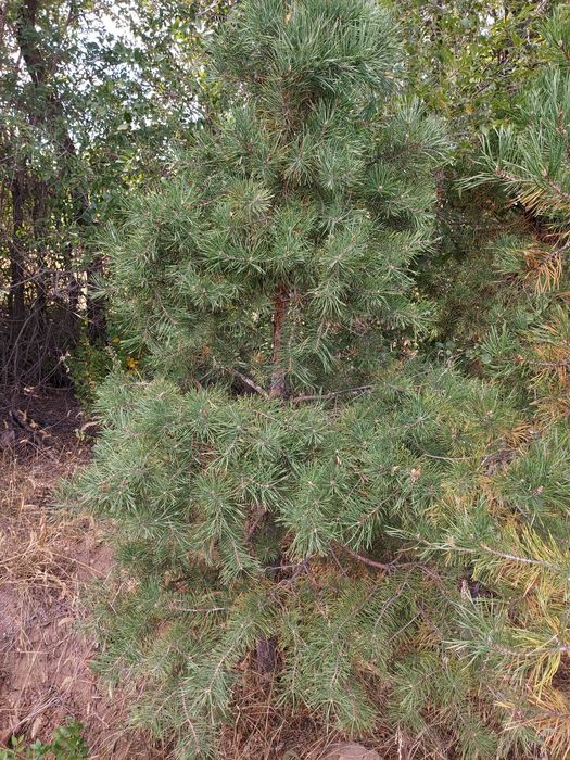 Лечение хвойных деревьев