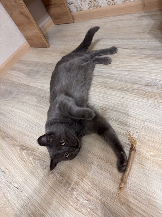 Кот британец (3 года примерно)
