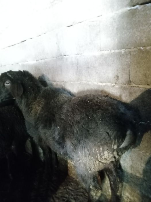 Семіз кошкар сатылады.