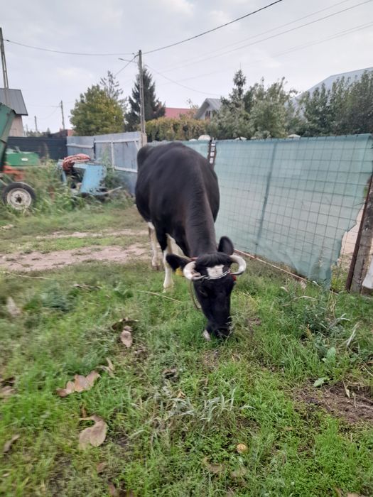 Vând vaca cu lapte gestanta
