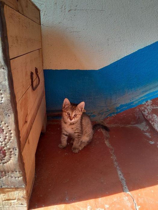 Mushuk bolalari urganch shaxrida