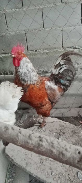 Петух Кораз на продажу