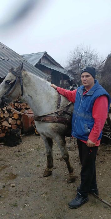 De vanzare cal castrat varsta 12 ani