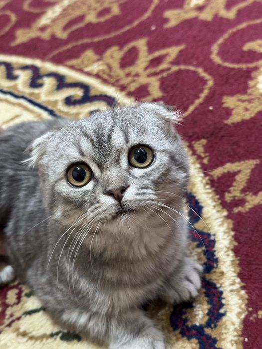 Продается котенок