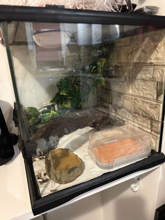 Vand set, gecko leopard