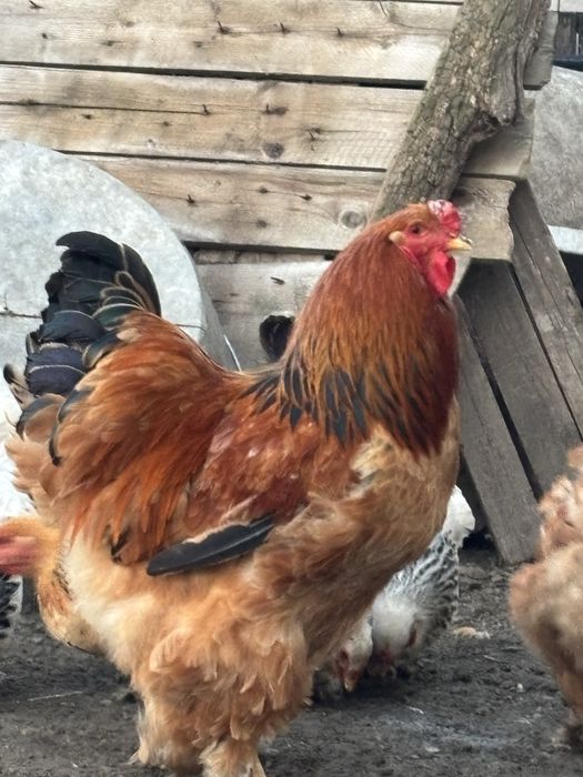 Gaini si cocosi brahma