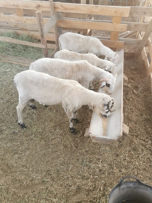 Vând 3 berbecuți și o miala din rasa  Țurcană
