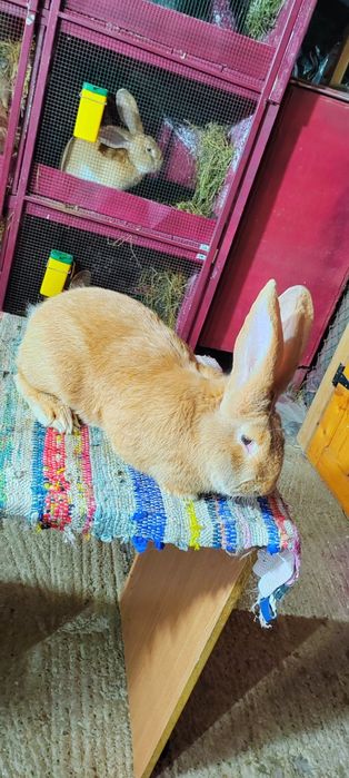 Mascul uriaș german galben