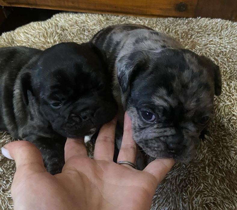 Кученца Френски булдог