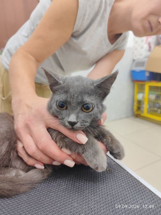 Отдам котят в добрые руки