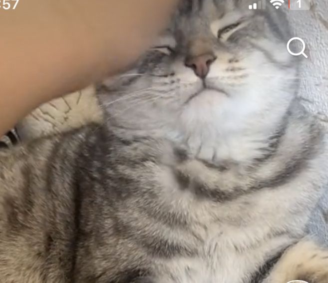 Отдам кота в добрые руки