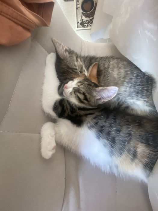 Отдам котят в добрые руки