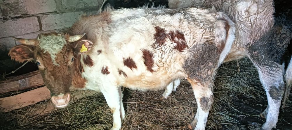 Продам КРС 5 голов