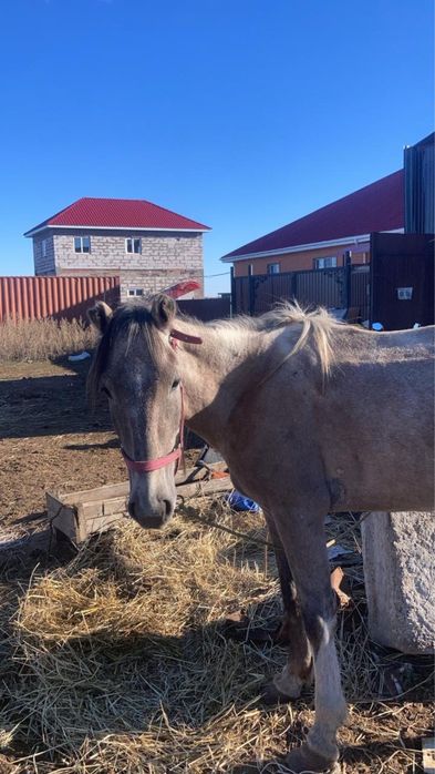 Прирученная лошадь