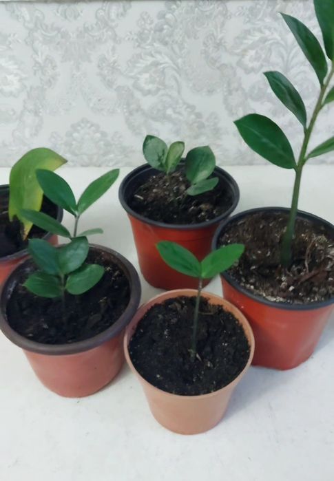 Долларовое дерево замиокулькас