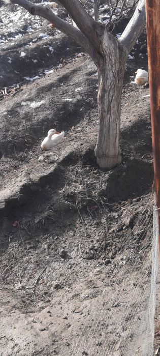 Ок урдак сотилади