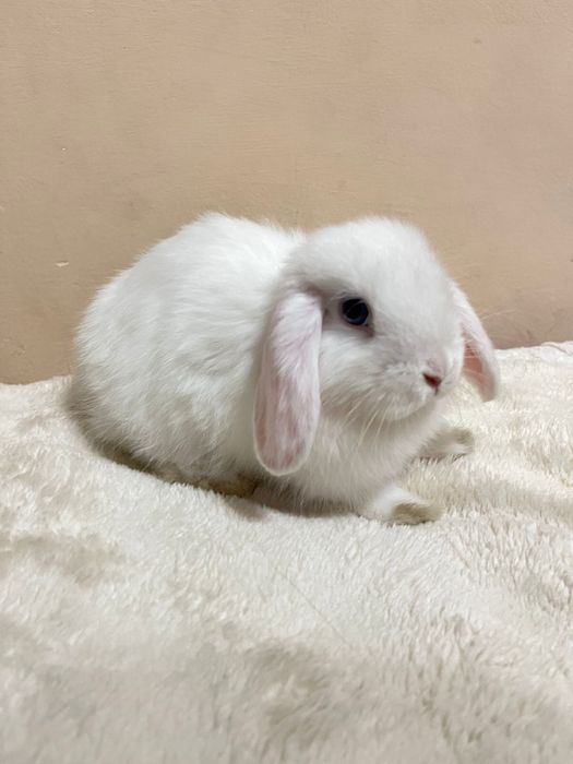 Продам декоративного веслоухого кролика
