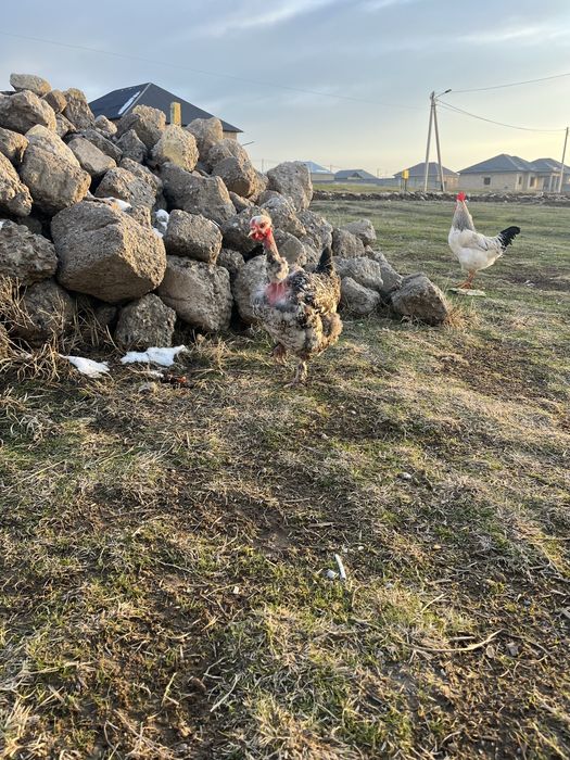 Қораздар сатылады