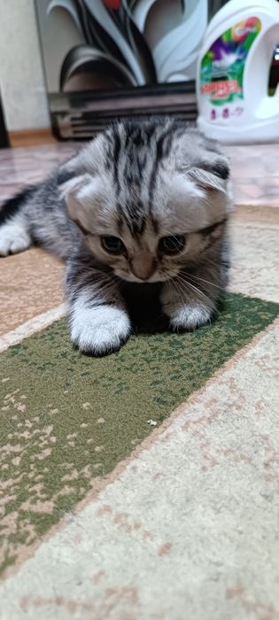 Шотландский котенок