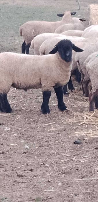 Berbeci, berbecuti suffolk!