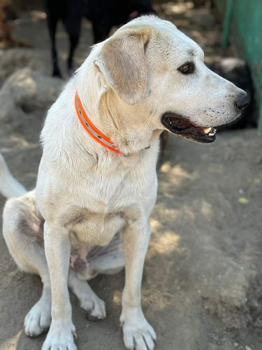 Подарява се кученце Ламбо