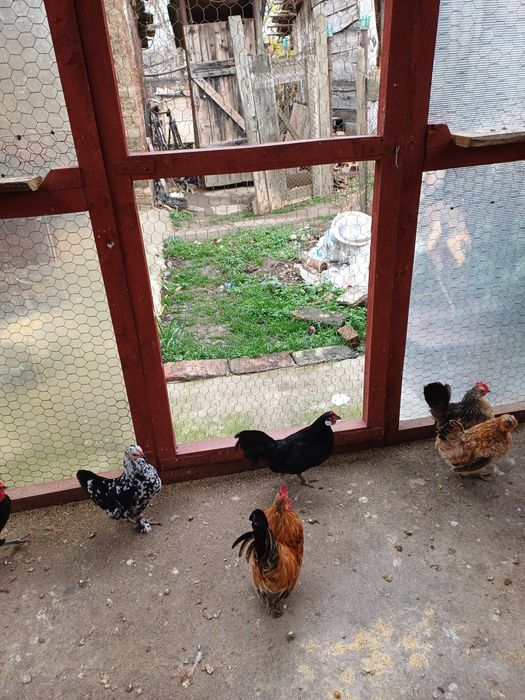 Gainute pitice diferite rase