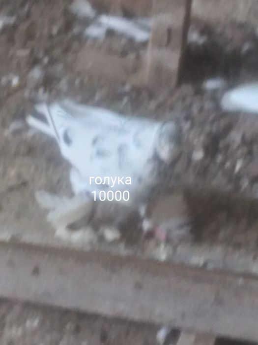 Село Шамалған голуби