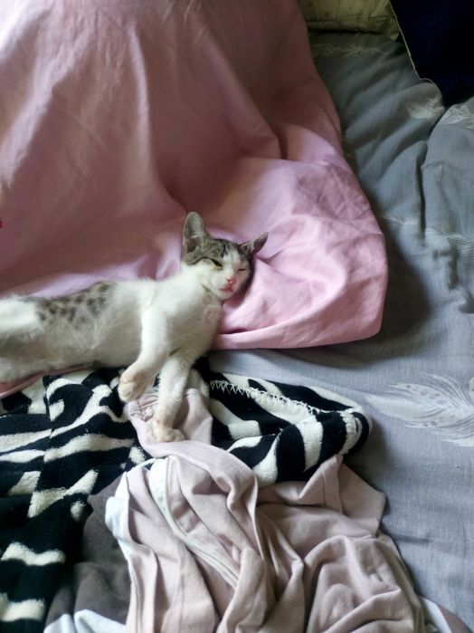 Котенок- источник ласки и любви