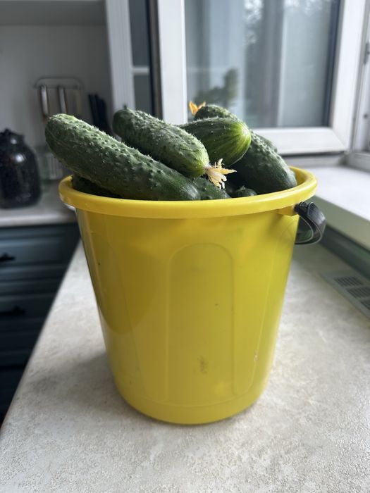 Продам домашние огурцы