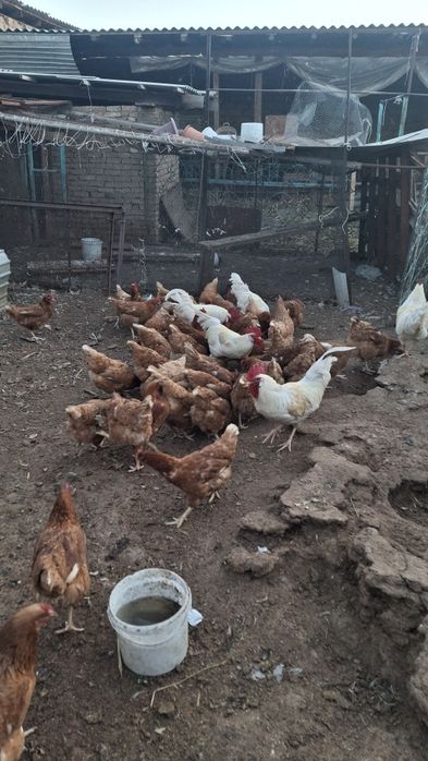 Икубатир жумыртқа