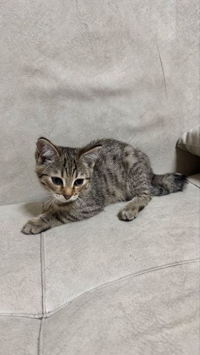 Котята в хорошие руки