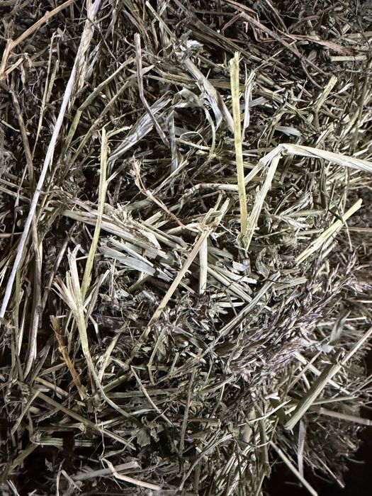 Сено суданка клевер