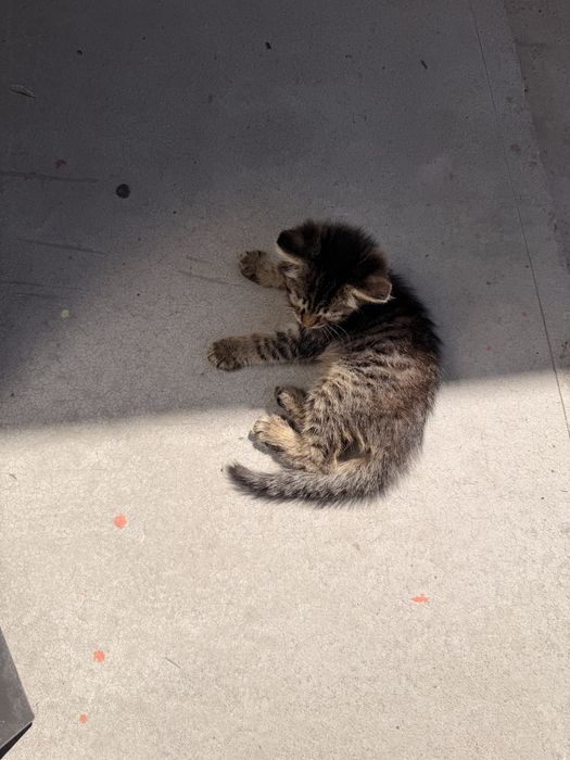 Котенок в хорошие руки