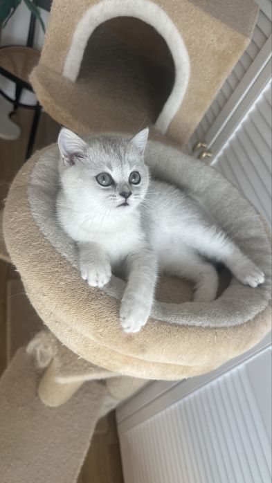 Pisica british silver shorthair