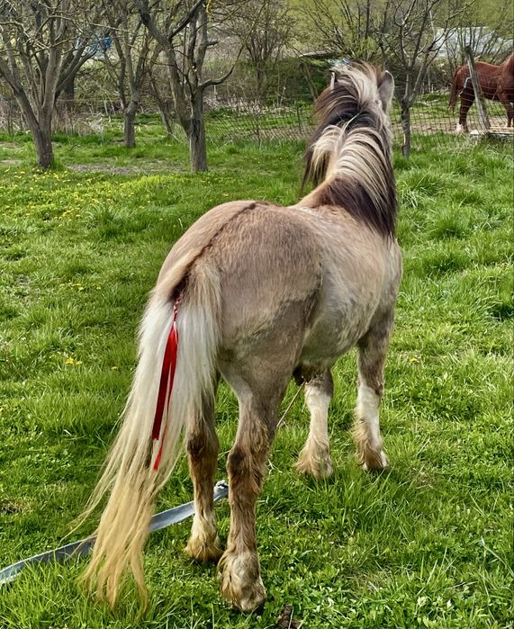 Vand sau schimb ponei de 2 ani