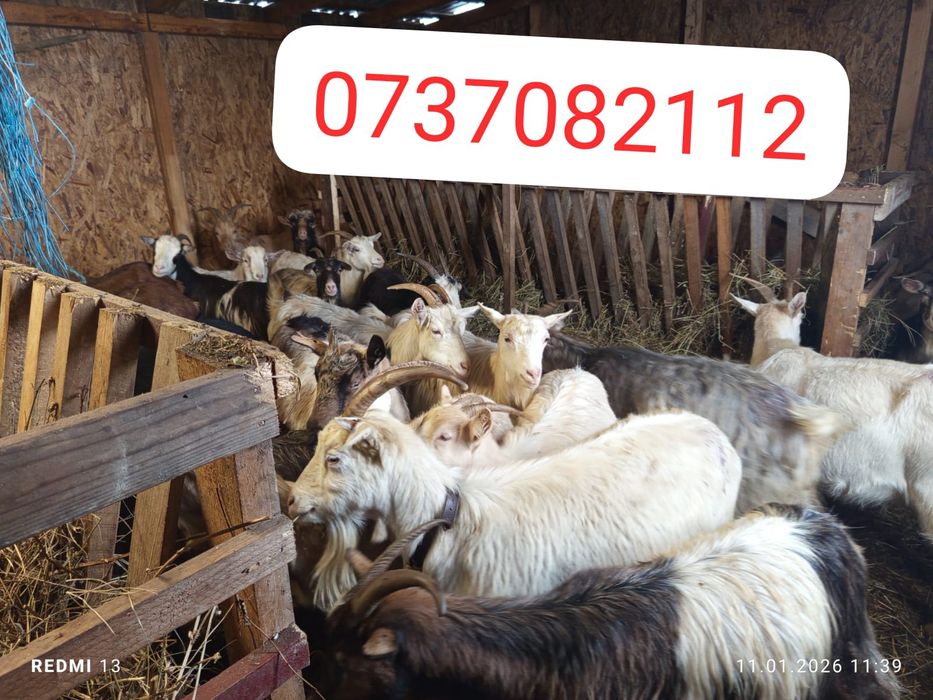 Schimb 60 de capre pe 80 de oi